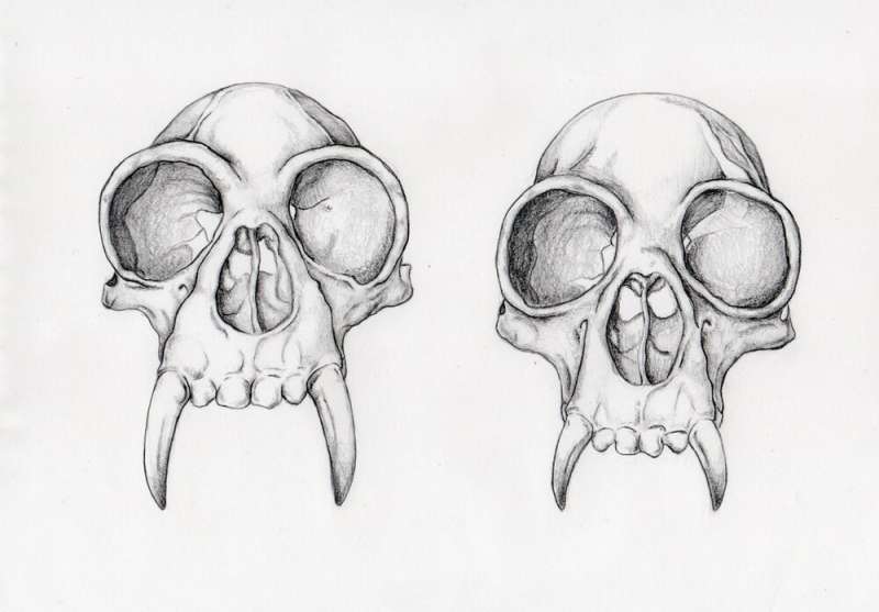 How gibbon skulls could help us understand the social lives of our ancient ancestors