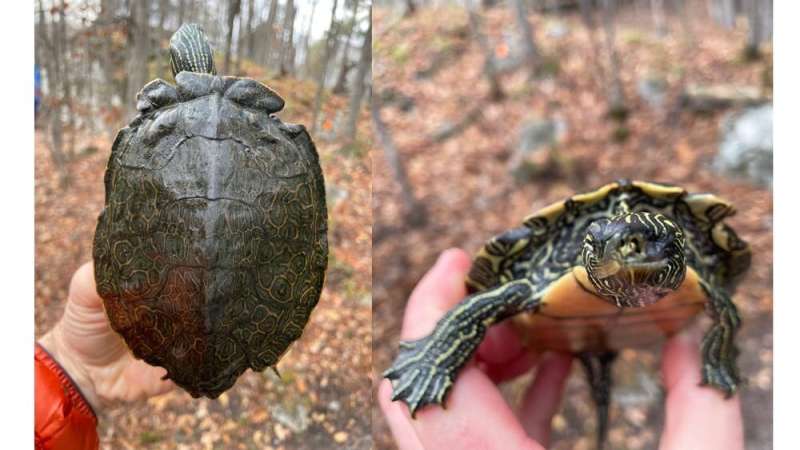 How more motorboat collisions are leaving turtles shell-shocked and mutilated