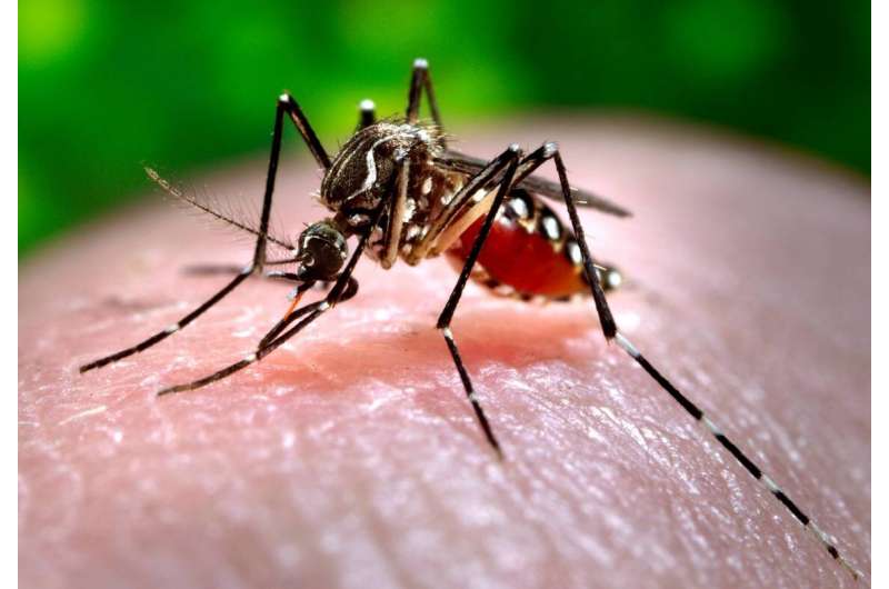 How one of the oldest natural insecticides keeps mosquitoes away