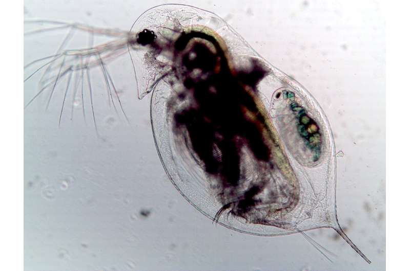 How plankton hold secrets to preventing pandemics