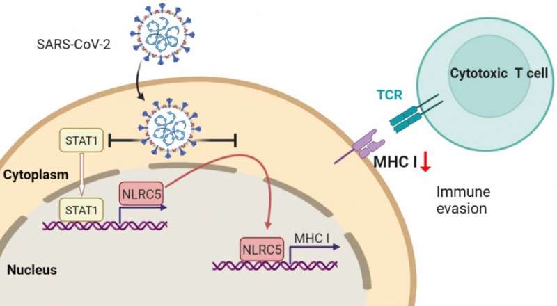 How SARS-CoV-2 evades the immune system