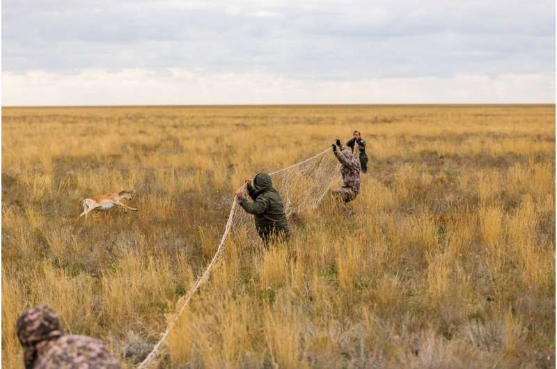 How satellite collars are paving the way for smarter saiga conservation