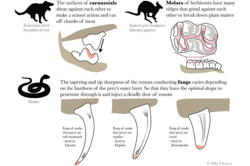 How snake fangs evolved to perfectly fit their food