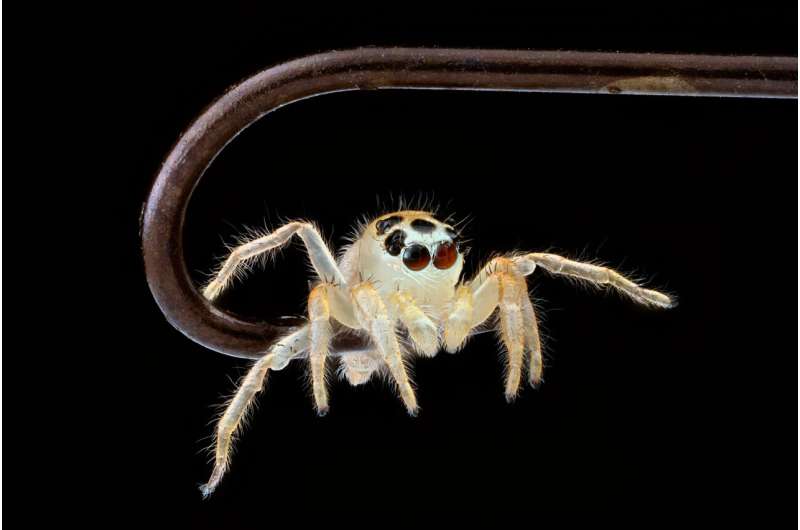 How spiders distinguish living from non-living using motion-based visual cues