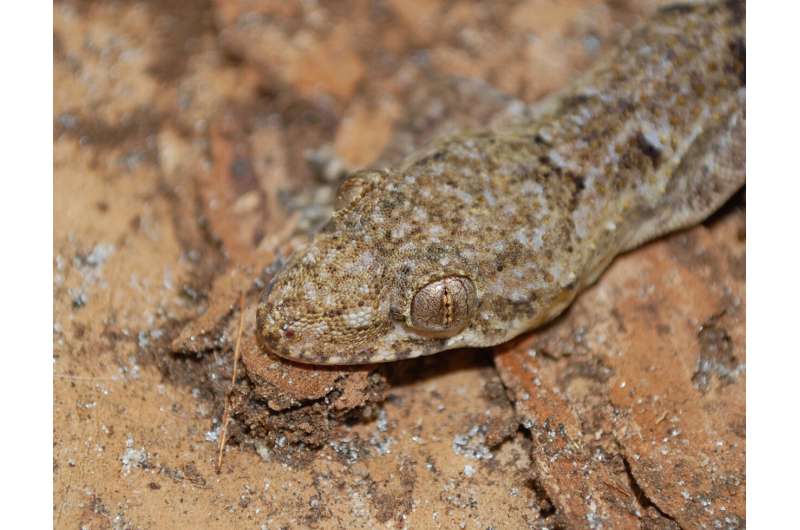 How the African house gecko made its way to the New World