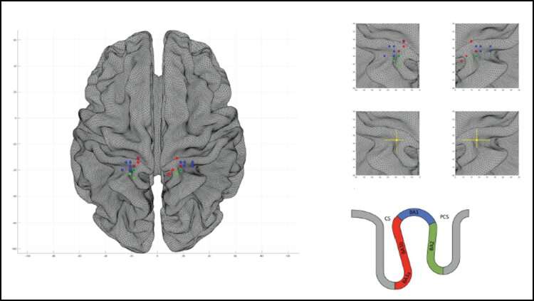How the female brain responds to genital touch