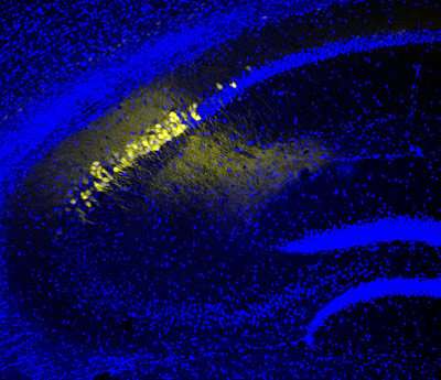 How the hippocampus orchestrates memory consolidation