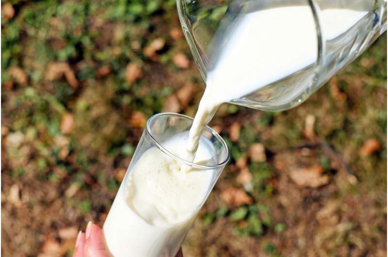 How to obtain immune bovine milk to strengthen the body against COVID-19
