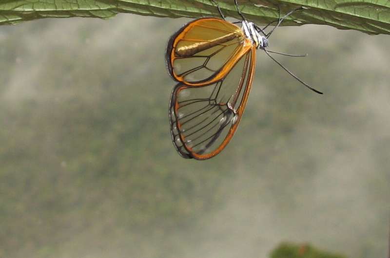 How transparency in butterflies and moths helps ward off predators