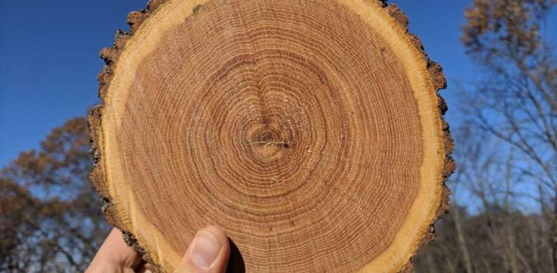 How using tree rings to look into the past can teach us about the climate changes we face in the future