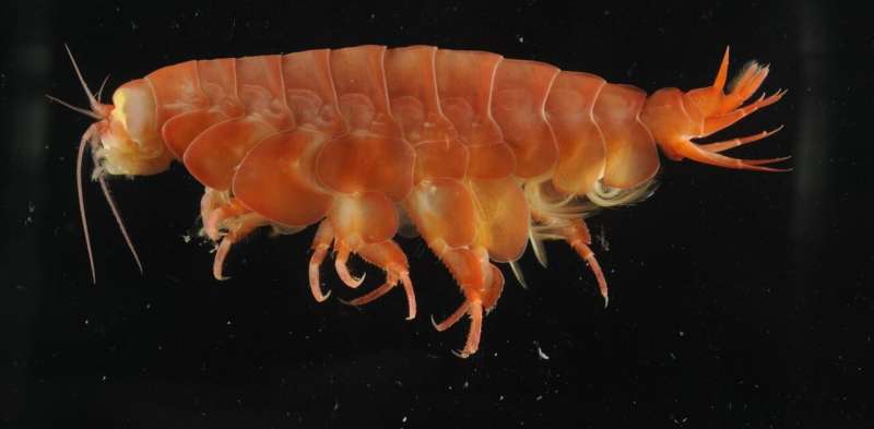 How we discovered a giant new crustacean scavenging on the deepest depths of the ocean floor