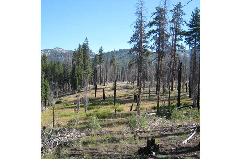 How wildfire restored a Yosemite watershed
