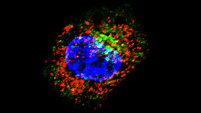 How a little-known glycoprotein blocks a cancer cell's immune response