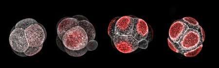 How an embryo tells time