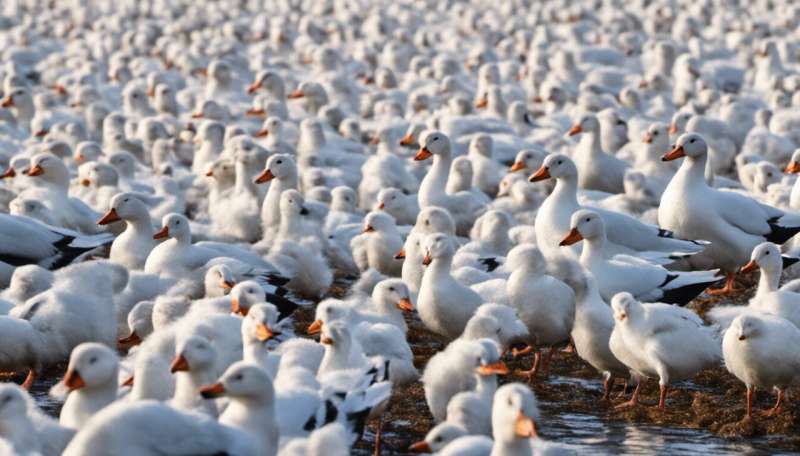 How Arctic sea ducks develop herd immunity from avian cholera