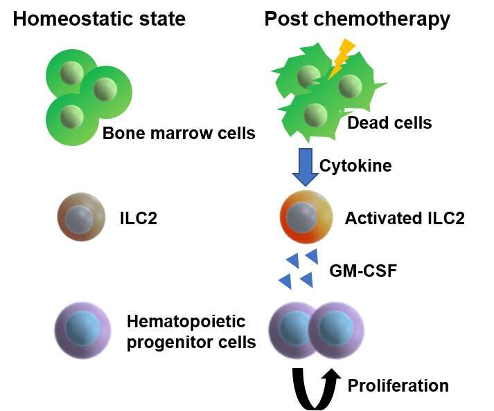 How bone marrow regenerates after chemotherapy