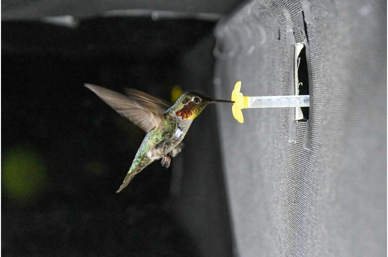 How hummingbirds hum