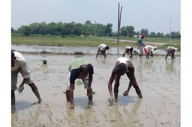 How India's rice production can adapt to climate change challenges