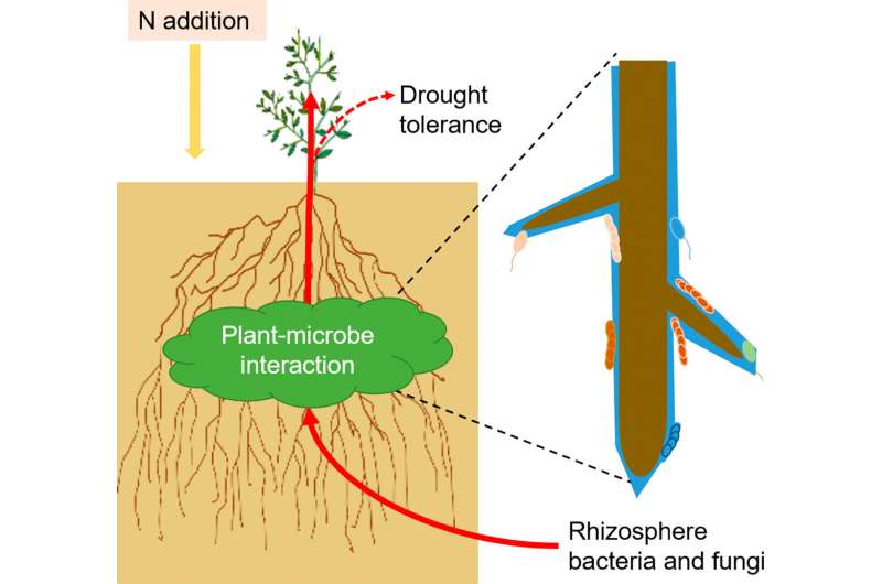 How rhizosphere microorganisms of a deep-rooted leguminous plant respond to water and nitrogen changes