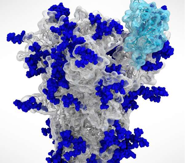 How SARS-CoV-2's sugar-coated shield helps activate the virus