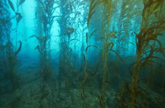 How two radically different communities coexist beneath the canopies of California’s iconic kelp forests