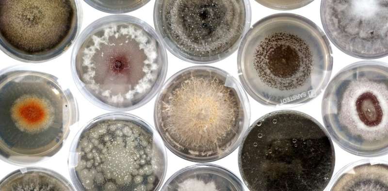 How we discovered a hidden world of fungi inside the world’s biggest seed bank