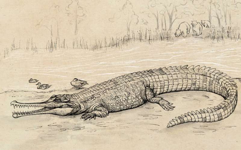 Huge prehistoric croc 'river boss' prowled Queensland waterways