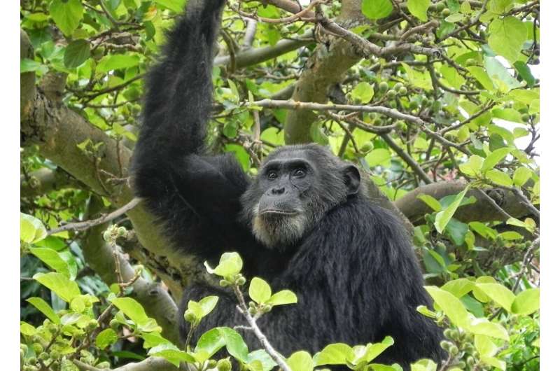 Human antibiotic use threatens endangered wild chimpanzees