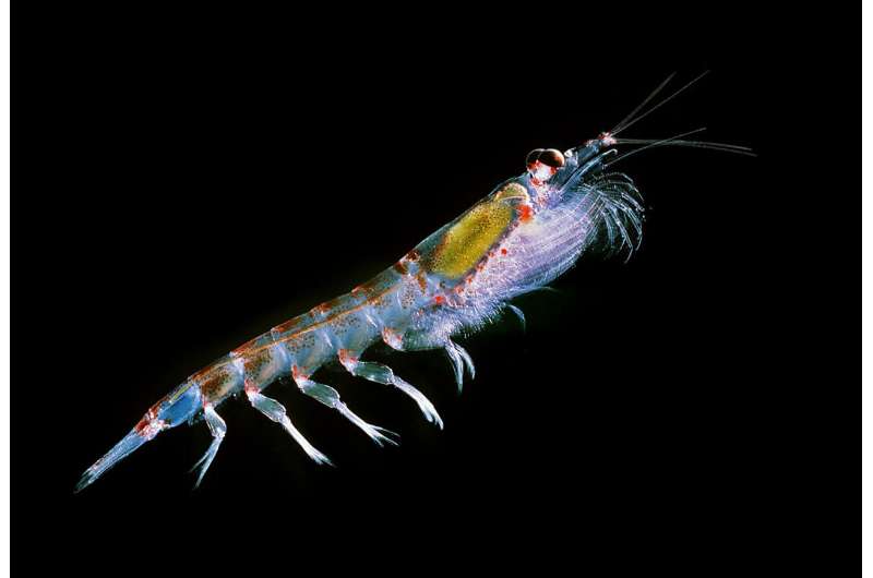 Human-driven climate change only half the picture for krill