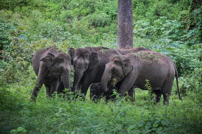 Human encroachment on elephants' forest homes has put them in conflict with humans