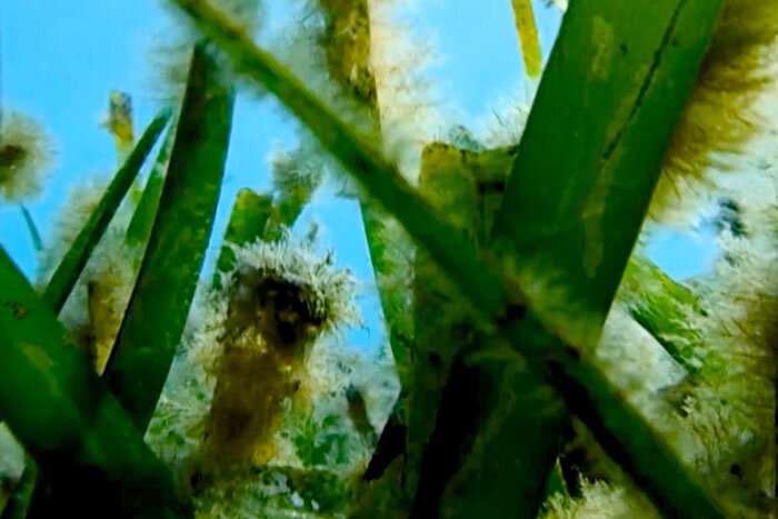 Human-generated noise can contribute to deplete Seagrass Posidonia populations