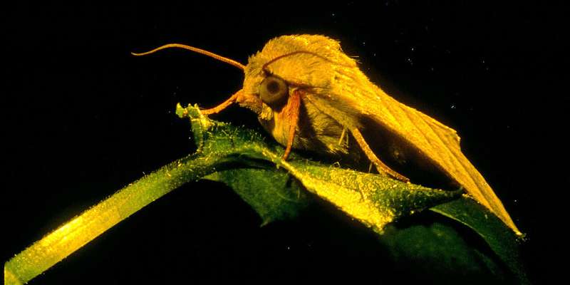 Human sense of smell resembles that of insects