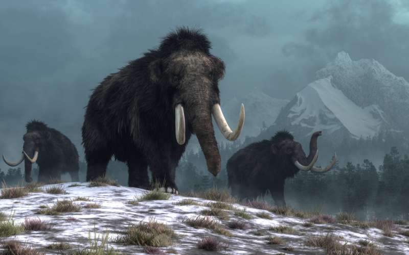 Humans did not cause woolly mammoths to go extinct -- climate change did