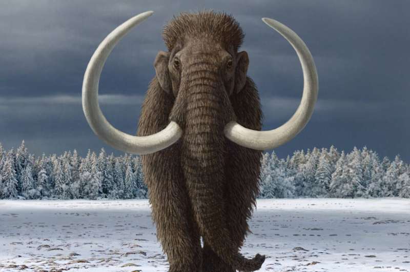 Humans hastened the extinction of the woolly mammoth