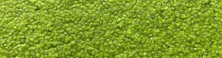 Humble pond plant duckweed may help researchers to develop better crops