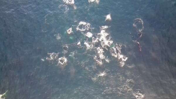 Humpback whales spotted 'bubble-net feeding'  Humpback-whales-have-b