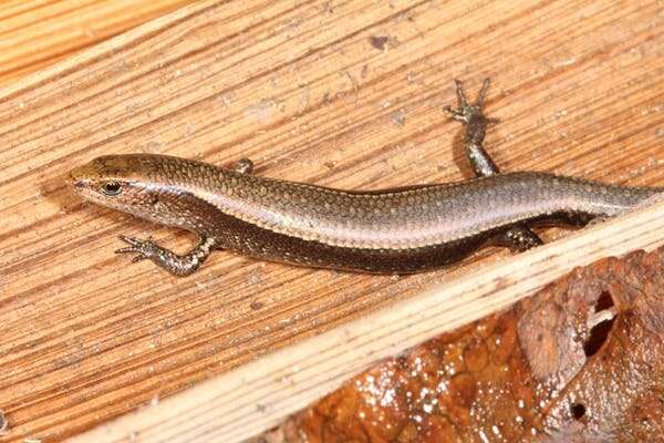 Hundreds of Australian lizard species are barely known to science. Many may face extinction