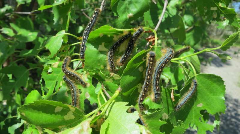 Hungry caterpillars an underappreciated driver of carbon emissions