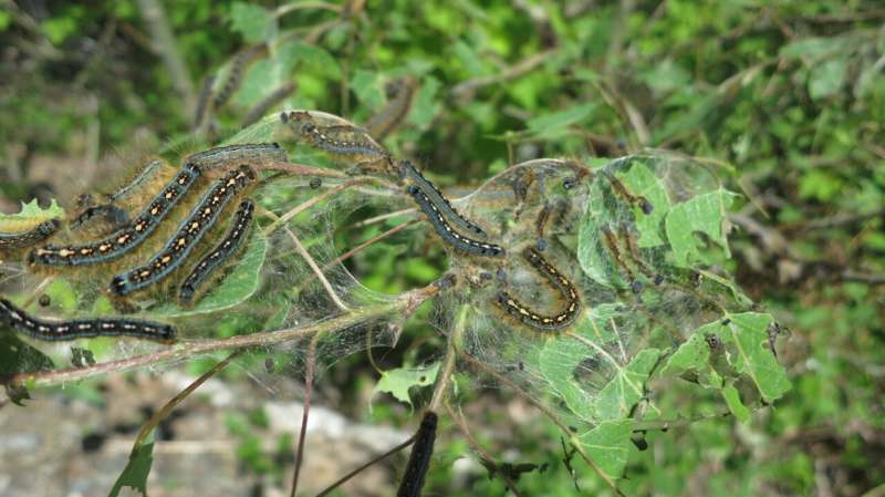 Hungry caterpillars an underappreciated driver of carbon emissions