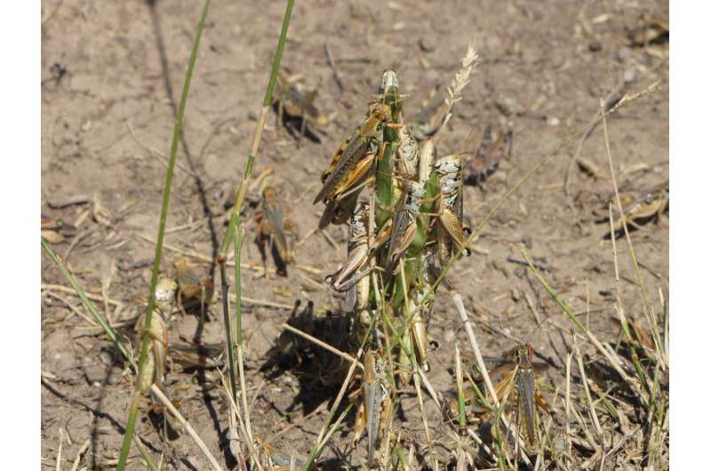 Hungry grasshoppers spurred by US drought threaten rangeland