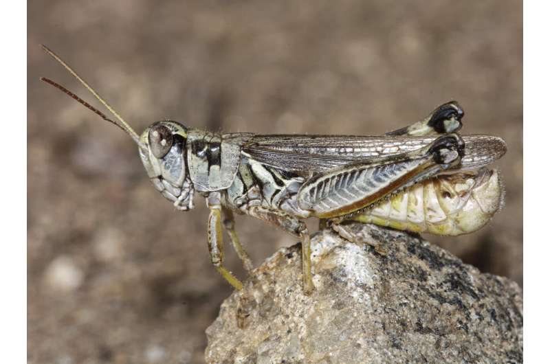 Hungry grasshoppers spurred by US drought threaten rangeland