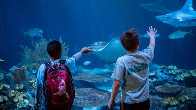 Hungry microbes found responsible for stealing from Shedd Aquarium’s animals