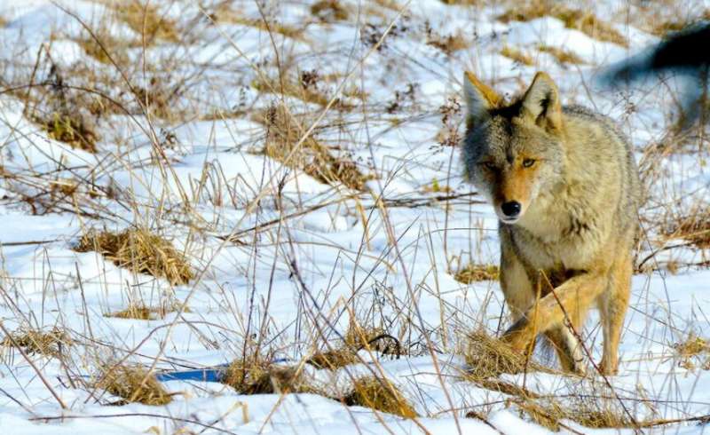 Hybrid species like the 'coywolf' could hold clues about human evolutionary history