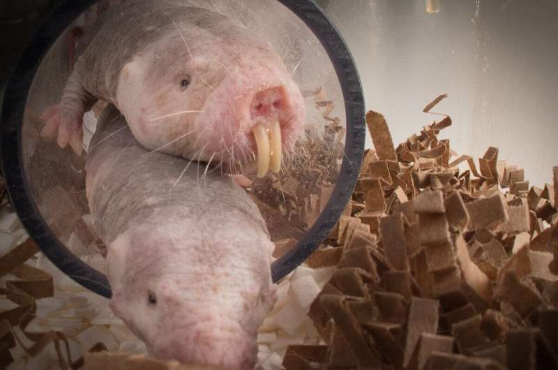 Hypoxia tolerance: naked mole-rats may provide secret to low oxygen survival