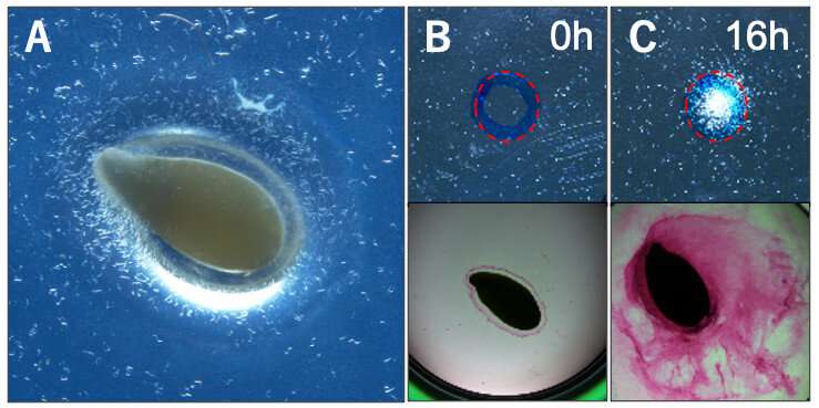 Identification of plant-parasitic nematode attractant