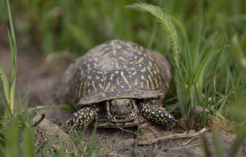 Illinois researchers working to save ornate box turtles