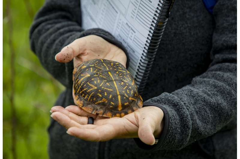 Illinois researchers working to save ornate box turtles