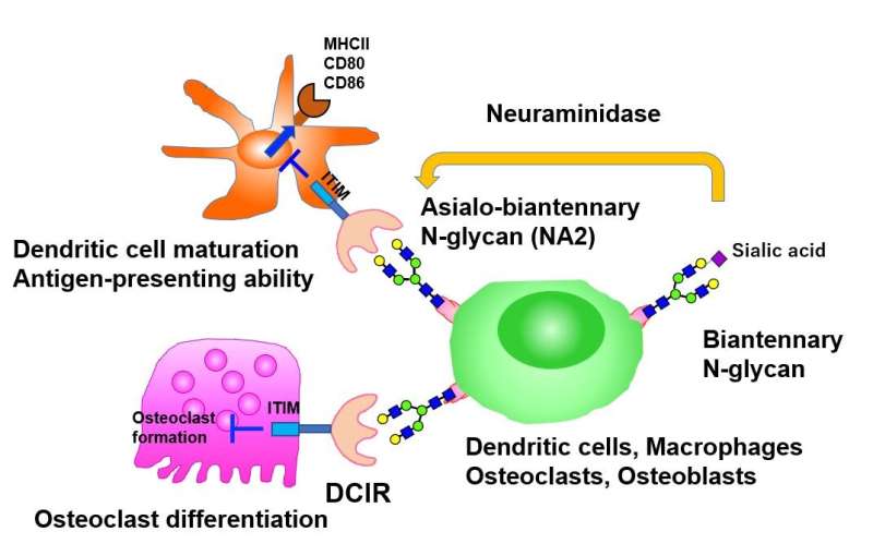 Immune cell receptor and ligand regulation: A therapeutic avenue for inflammatory diseases
