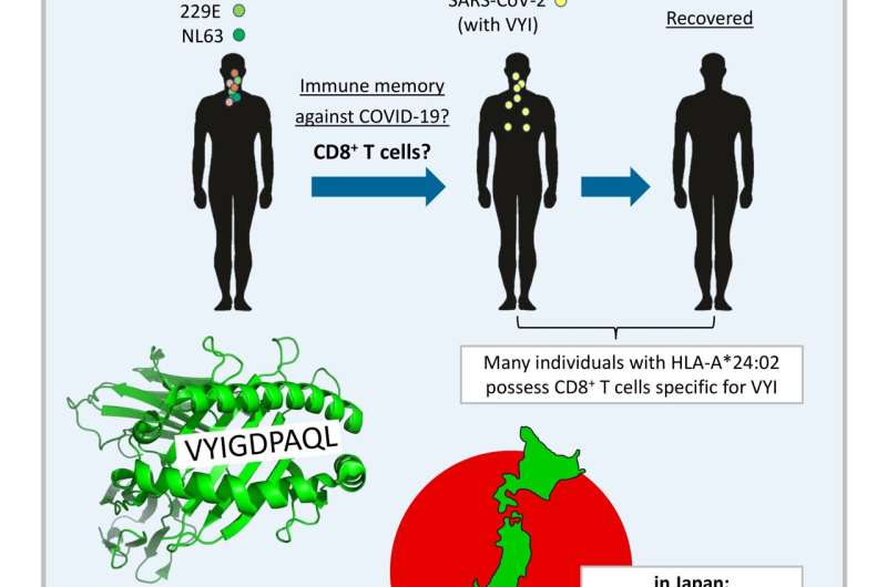 Immune genetics and previous common cold infections might help protect Japan from COVID-19