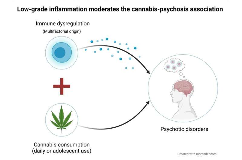 Immune system dysfunction can modify the association between cannabis use and psychosis